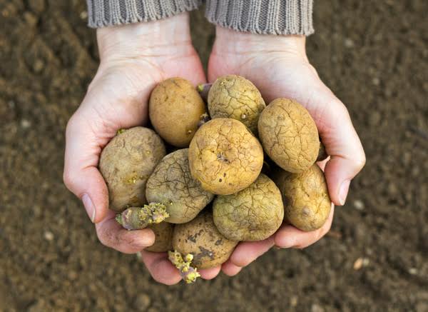 All You Needs To Know About Seed Potatoes