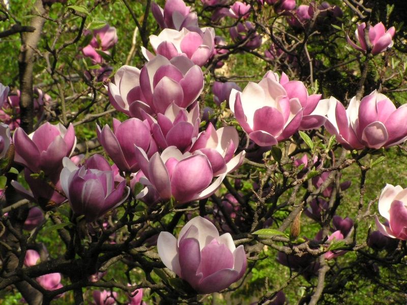 Magnolia Trees at Beechdale
