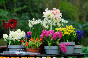 Container and Basket Planting Services Wexford 